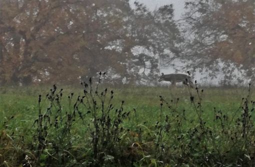 Il lupo fotografato a Montepagliano Il lupo fotografato a Montepagliano