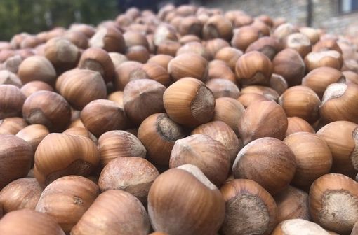 Nocciole, Coldiretti Cuneo: "Ricerca scientifica indispensabile contro il drastico calo produttivo" Nocciole, Coldiretti Cuneo: "Ricerca scientifica indispensabile contro il drastico calo produttivo"