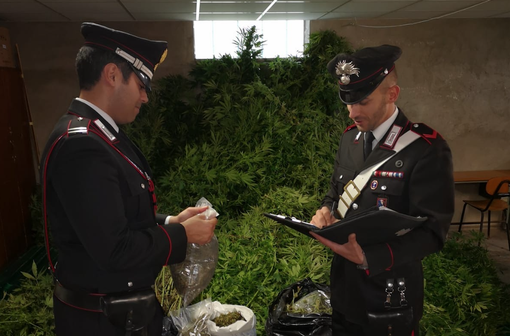 Fermati mentre esiccavano 55kg di marijuana a San Benedetto Belbo, due minorenni e un 40enne in manette