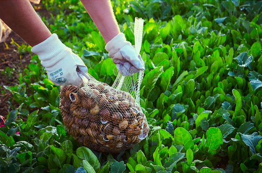 Più chiocciole, meno escargots: il cambiamento climatico ne mette a dura prova le popolazioni naturali