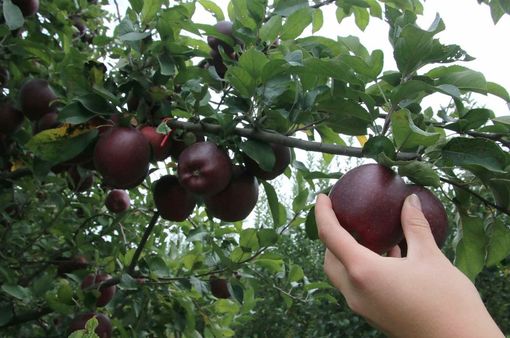 Pro Natura Cuneo: Il manifesto del Comitato nazionale “Marcia Stop Pesticidi” in occasione della giornata di protesta Pro Natura Cuneo: Il manifesto del Comitato nazionale “Marcia Stop Pesticidi” in occasione della giornata di protesta