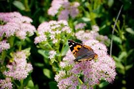 Lutto nella famiglia Bertone dell'azienda Fonti di Vinadio Acqua Sant’Anna