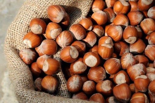 Nocciole, quotazioni basse e produzione minore rispetto alle prime stime: "Serve un tavolo di filiera regionale"