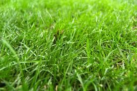 Caramagna Piemonte: ecco i fondi per studiare e difendere i prati locali