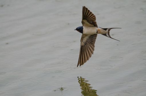 Foto di Enrico Ruggeri