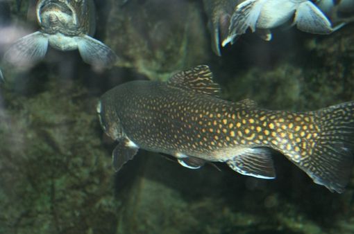 In occasione di "Peccati di Gola" il Comizio Agrario promuove un seminario dedicato all'itticoltura