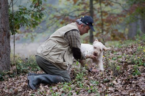 Piante tartufigene in aree boschive, è tempo di presentare le domande di indennizzo