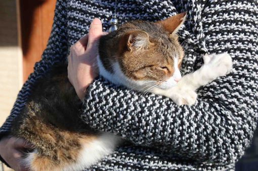 Le aziende agricole potranno realizzare sui loro terreni i cimiteri per gli animali da compagnia aperti a tutti i cittadini