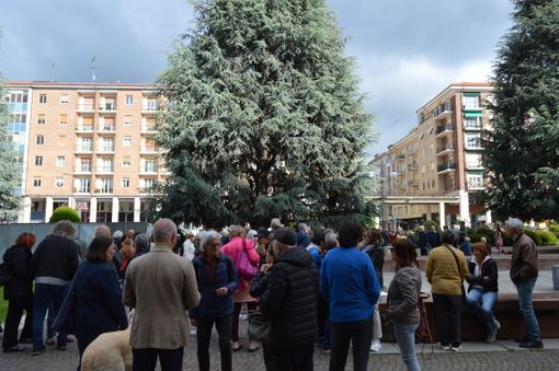 Cuneo, venerdì “I cedri rimangono”: in piazza (Europa) ambientalisti e residenti contro l’abbattimento delle piante monumentali