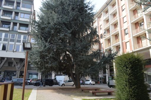 Oggi è il giorno della verità per i cedri di Piazza Europa: vita o morte?