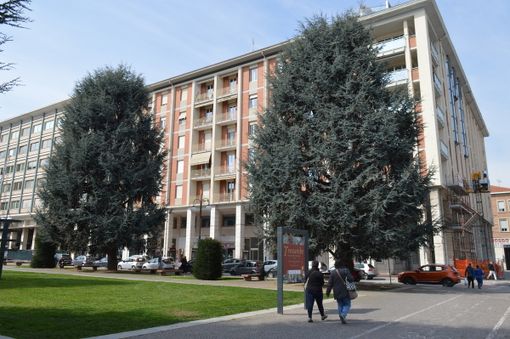 "Mancherà un polmone verde nel centro di Cuneo": gli ambientalisti sui cedri di piazza Europa non mollano