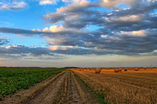 Fitofarmaci: “La proposta della Commissione europea penalizza le aziende italiane”