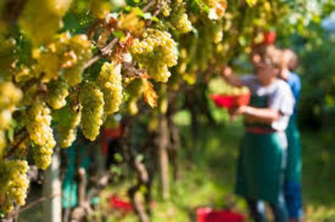 Aperte le iscrizioni al Master Universitario di II Livello in Diritto dei mercati agroalimentari 2024/2025