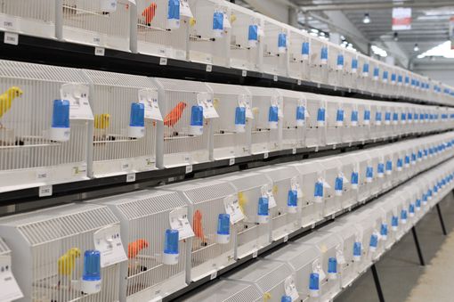 24 allevatori di Cuneo al Campionato Mondiale di Ornitologia di Cesena