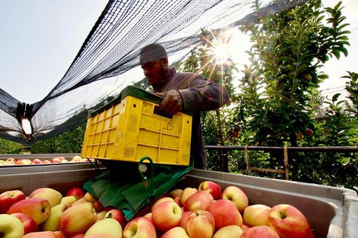 Frutta come spuntino di metà mattinata nelle scuole di Saluzzo: al via il progetto congiunto tra ASL e Comune