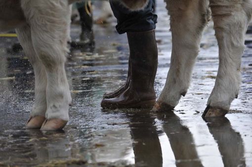 Contraffazione e vendita di sostanze alimentari adulterate: nei guai un allevatore di bovini ed il suo soccidario, entrambi della provincia di Cuneo