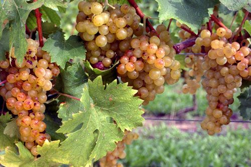 Confagricoltura, Coldiretti e Cia soddisfatti dell'accordo sul Moscato Confagricoltura, Coldiretti e Cia soddisfatti dell'accordo sul Moscato