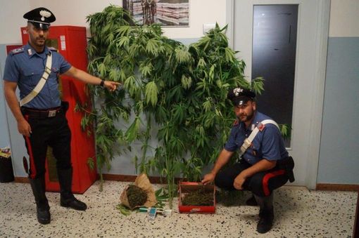 Saluzzo, controlli antidroga dei carabinieri in tre abitazioni: sequestrate 12 piante di cannabis
