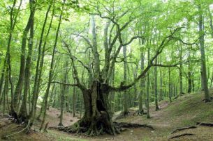 "Salutiamo-ci al Pian Bosco": laboratori per bambini (e non solo) con i servizi educativi di CoopCulture