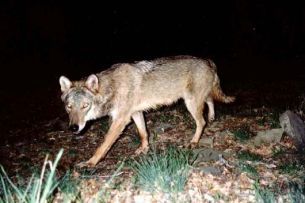 Cambia in Piemonte la politica di gestione dei pascoli alpini rispetto al lupo