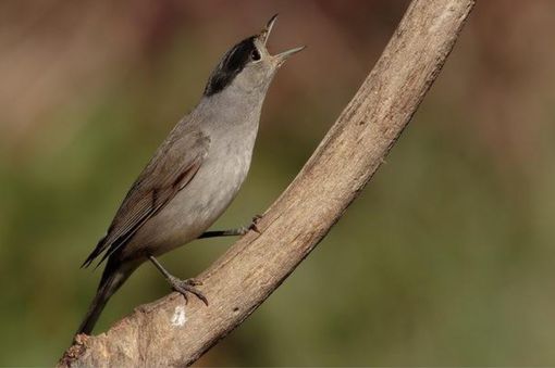 Escursione serale con ornitologo al Parco fluviale di Cuneo