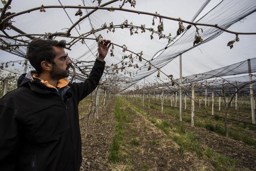 Un produttore di kiwi mostra le piante bruciate dal gelo