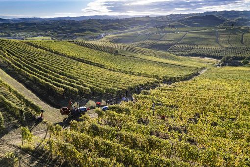 Vigneti Chiarlo a Barolo