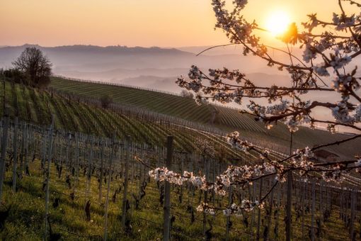 Primavera nei vigneti delle Langhe (foto Consorzio Turistico Langhe Monferrato Roero) Primavera nei vigneti delle Langhe (foto Consorzio Turistico Langhe Monferrato Roero)