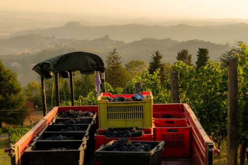 Iniziata la vendemmia in Alta Langa con il Pinot Nero. "Fiduciosi per un'ottima annata"