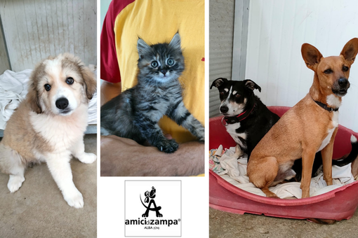 Due cuccioli, un cane e un gatto, entrambi di appena due mesi, aspettano una famiglia