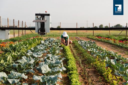 L'orto a portata di mano: interessante l'iniziativa della TesiSquare a Roreto di Cherasco