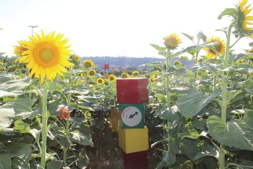 A Farigliano la meravigliosa fioritura dei girasoli e uno speciale labirinto [FOTO E VIDEO]