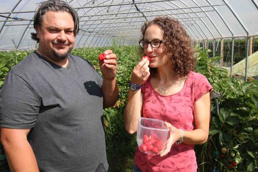 Devid e Serena gustano le fragole appena raccolte nelle loro serre