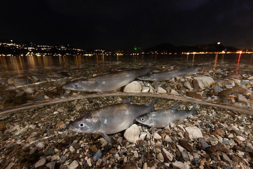 Cuneo, alla Casa del Fiume Fabrizio Moglia e le sue immagini "Natura 360°"