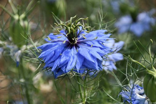 La Nigella Damascena