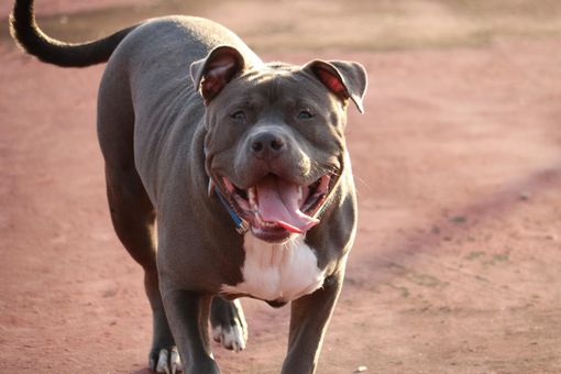 Un esemplare di Pit Bull (foto di thewrightmoment2016 da Pixabay)