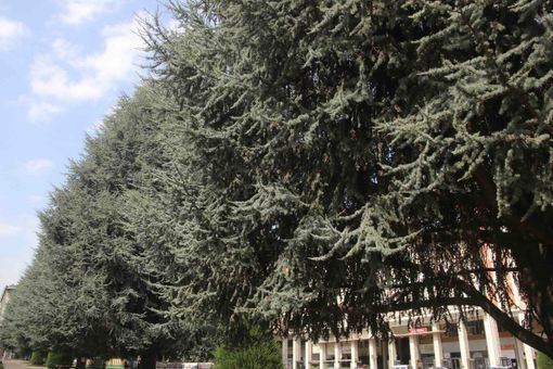 Cedri di piazza Europa, “perché non trasformarli in un’opera d’arte di Giuseppe Penone?” Cedri di piazza Europa, “perché non trasformarli in un’opera d’arte di Giuseppe Penone?”
