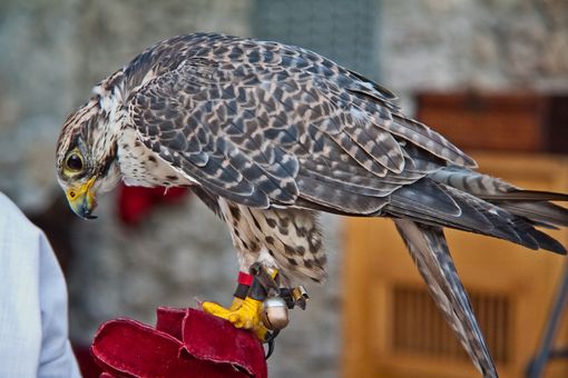 Domenica 22 giugno nel prato del Giardina, spazio alla falconeria con un mini corso per bambini, dimostrazioni di volo e incontro con i rapaci
