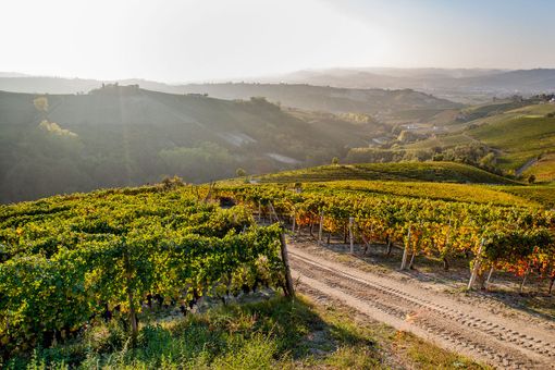 Nella cooperazione il segreto del successo: la storia della Cantina Pertinace di Treiso