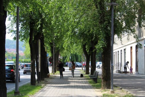 Alba: per motivi di sicurezza verranno abbattuti alcuni alberi della circonvallazione