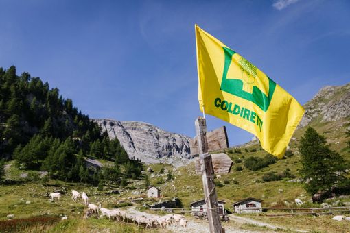 Coldiretti: "I pascoli a secco mettono a rischio la stagione in alpeggio”