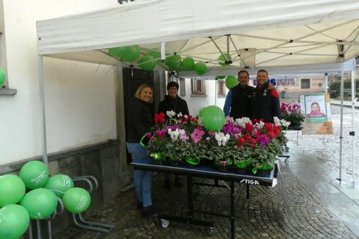 Anche a Boves i ciclamini per la ricerca sulla fibrosi cistica