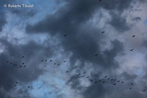 Foto di Roberto Tibaldi