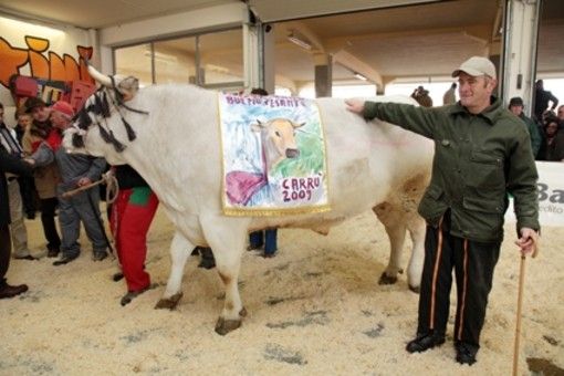 Sua Maestà il Bue Grasso in una foto di repertorio Sua Maestà il Bue Grasso in una foto di repertorio