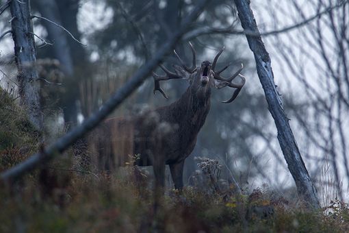 Immagine di repertorio