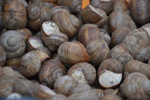 Tutto pronto per la Fiera Fredda a Borgo San Dalmazzo. Piatti in tavola a Palazzo Bertello già dal 25 novembre