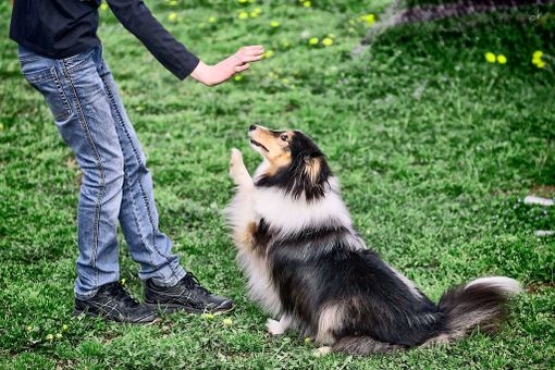Torna a Fossano DogMania, expo cinofila amatoriale Torna a Fossano DogMania, expo cinofila amatoriale