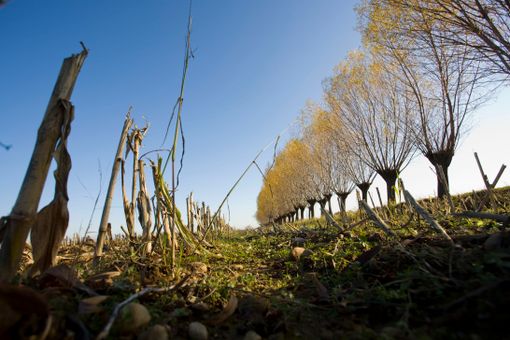 A Novello una camminata notturna tra i vigneti del Nas-cetta