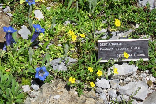 Riapre Valderia, il Giardino degli inglesi a Terme di Valdieri