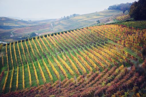 Ascom Fidi Langhe e Roero: accanto alle imprese per assecondare la ripresa